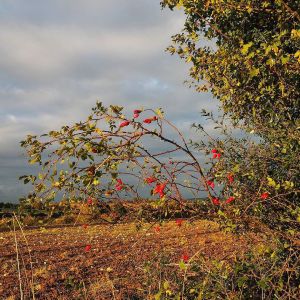 #cynorrhodons #arbres #plantes #champs #nature #campagne #automme #berry #igersfrance