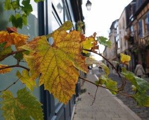 # f l o w l e a f 2 0 1 5   # f l o w m a g a z i n e _ f r   @ f l o w m a g a z i n e _ f r   # a u t o m m e   # f e u i l l e s   # r u e   # B o u r g e s   # B e r r y   # i g e r s f r a n c e