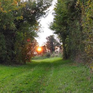 #soleil #chemin #coucherdesoleil #campagne #nature #arbres #berry #nature #igersfrance