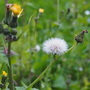 #pissenlit #nature #plante #campagne #herbes #fleurs #Berry
