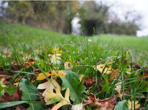 # f l o w l e a f 2 0 1 5   # f l o w m a g a z i n e _ f r   @ f l o w m a g a z i n e _ f r   # a u t o m m e   # f e u i l l e s m o r t e s   # f e u i l l e s   # c a m p a g n e   # n a t u r e   # c h e m i n   # B e r r y   # i g e r s f r a n c e