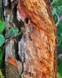 # c a m p a g n e   # B e r r y   # a r b r e   # t r o n c   # b o i s   # n a t u r e   # i g e r s f r a n c e