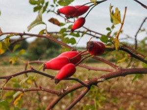 # c y n o r r h o d o n s   # p l a n t e s   # n a t u r e   # c a m p a g n e   # c h a m p s   # B e r r y